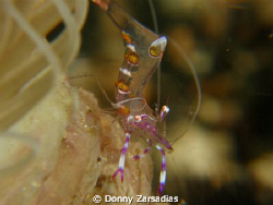 Shrimp taken using Olympus SP-550 UZ, 2 INON UCL-165 Macr... by Donny Zarsadias 